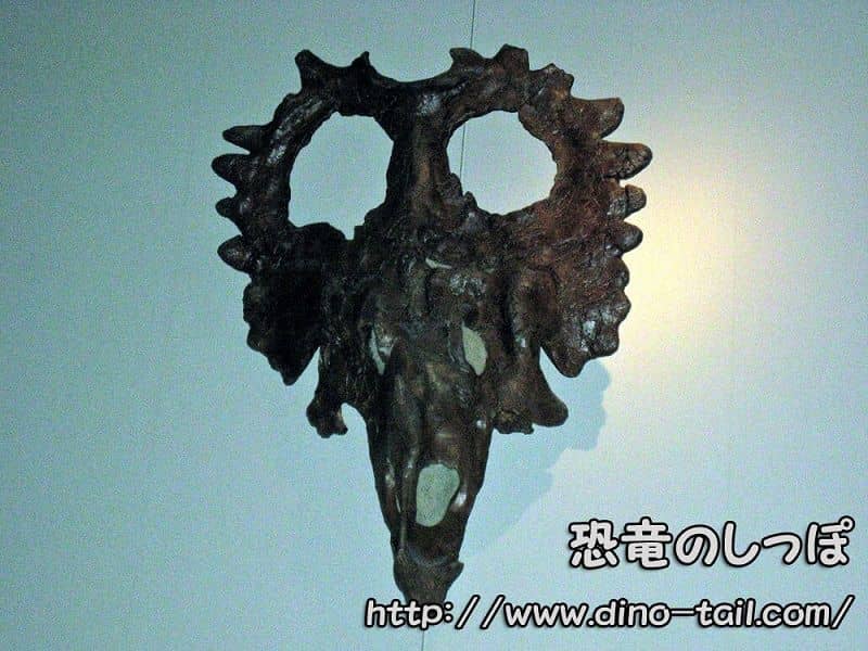 Cráneo fósil de Styracosaurus (Museo Nacional de Ciencia)