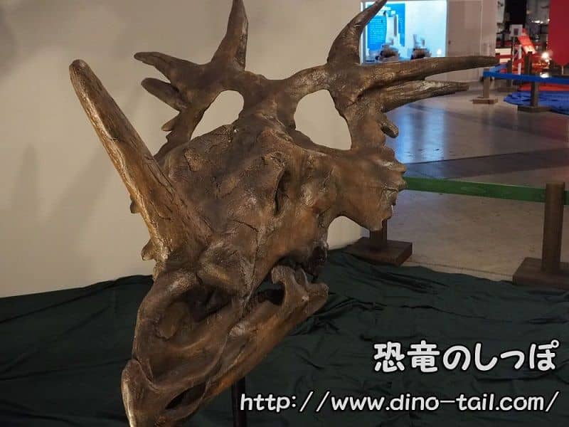 Cráneo fósil de Styracosaurus