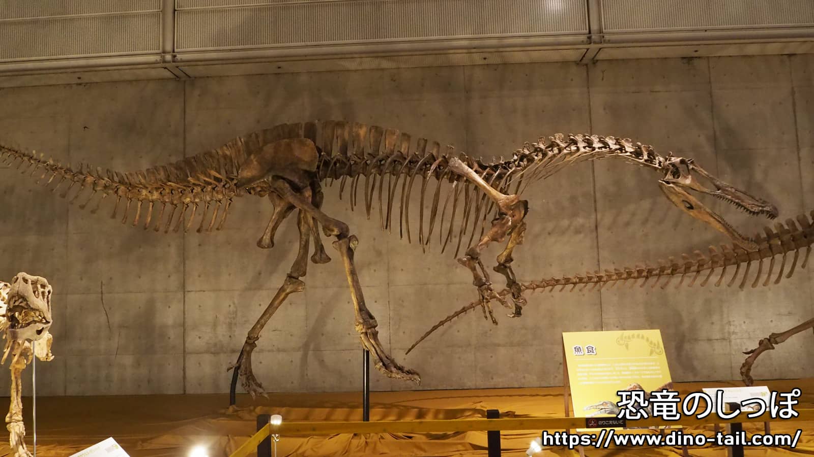 Fósil de esqueleto completo de Suchomimus