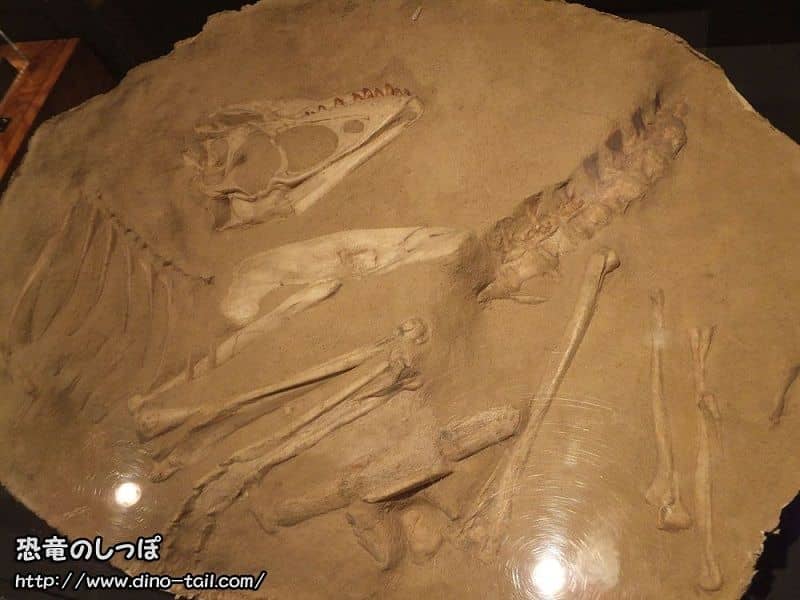 Fósil de Tarbosaurus juvenil en su lecho