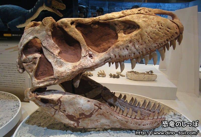 Cráneo fósil de Tarbosaurus