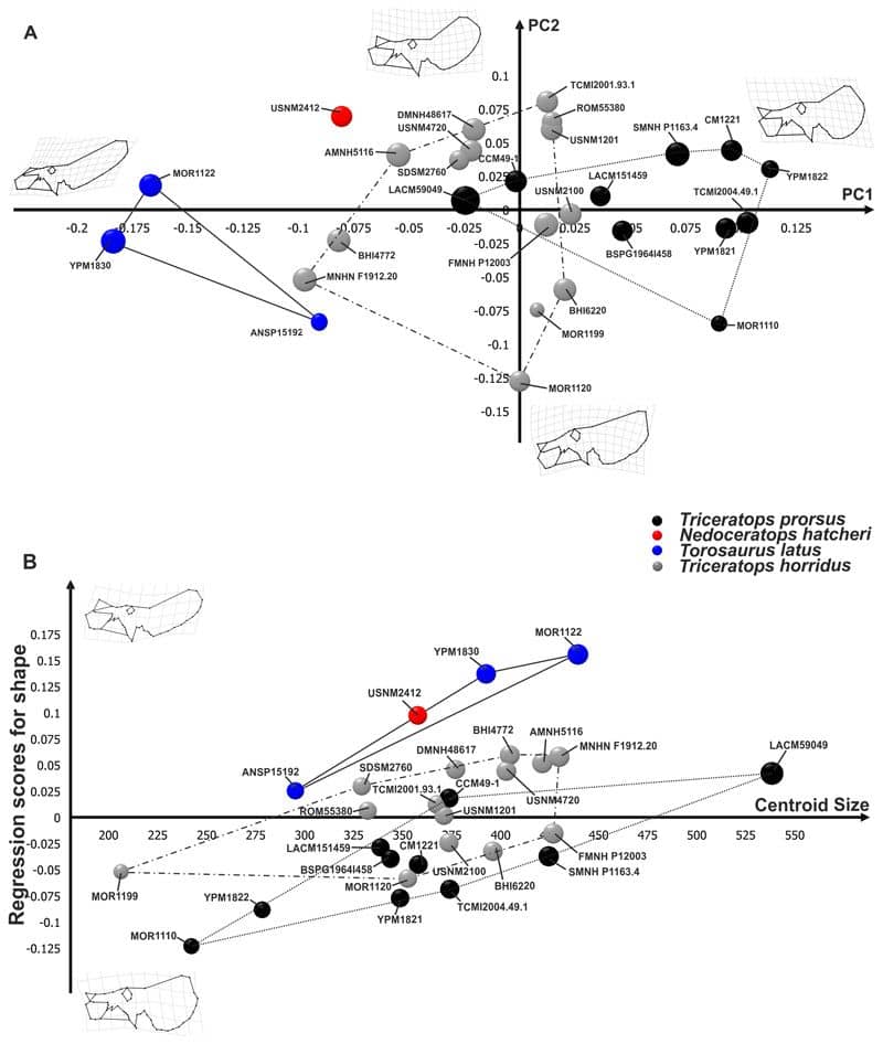 Morfometría geométrica de Triceratops y Torosaurus