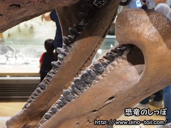 Mandíbula inferior de Triceratops