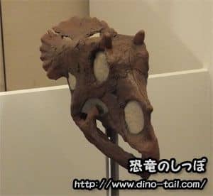 Cráneo fósil de un Triceratops juvenil