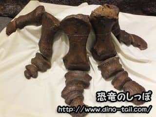 Fósil de la pata delantera derecha de Triceratops