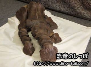 Fósil de la pata trasera derecha de Triceratops