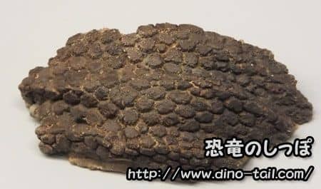 Impresión fósil de la piel de Triceratops