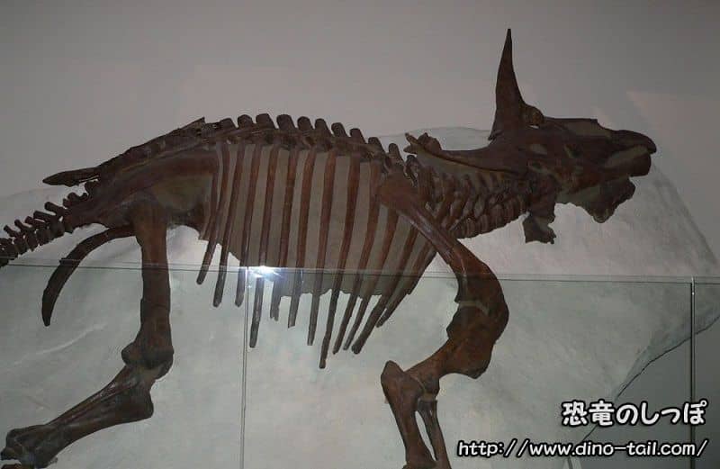 Esqueleto completo de Triceratops horridus (Museo Nacional de Ciencia)
