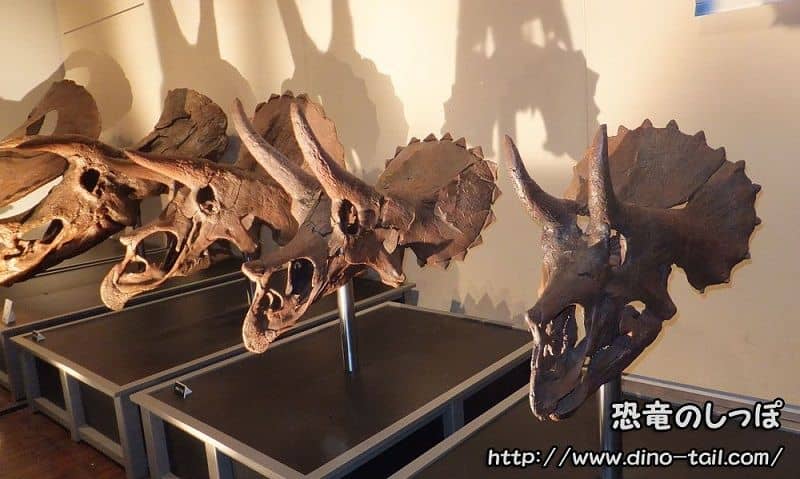 Cráneos fósiles de Triceratops en orden de crecimiento (cambio en la forma de los cuernos)