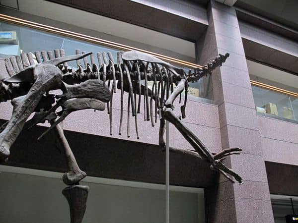 Tsintaosaurus dañado (Hirono, Fukushima)