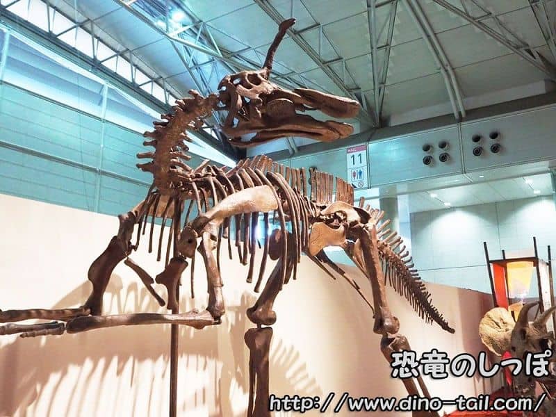 Esqueleto fósil completo de Tsintaosaurus