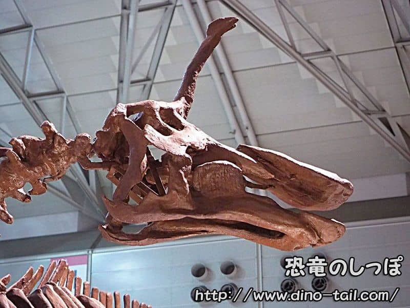 Cráneo fósil de Tsintaosaurus