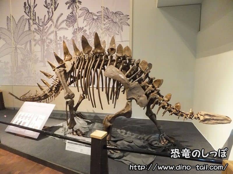 Esqueleto fósil completo de Tuojiangosaurus