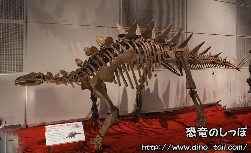 Esqueleto fósil completo de Tuojiangosaurus