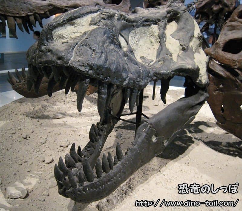 Tyrannosaurus 'Black Beauty' (RTMP81.6.1)