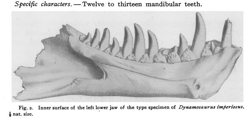 Dibujo de Dynamosaurus (Tyrannosaurus) AMNH 5866