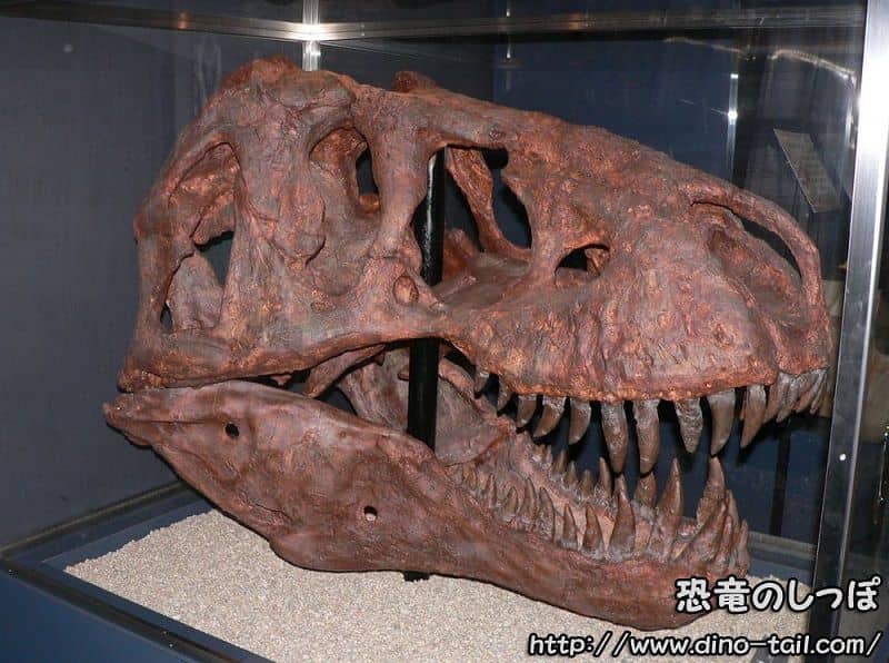 Cráneo fósil de Tyrannosaurus (apodo Scotty)
