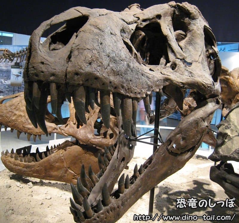 Tyrannosaurus 'Stan' (BHI 3033)