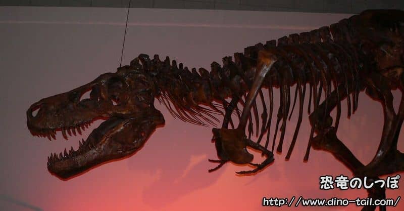 Tyrannosaurus 'Sue' (FMNH PR 2081)