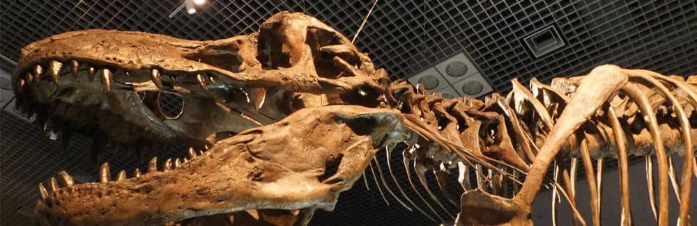 Imagen de cabecera de Terópodos