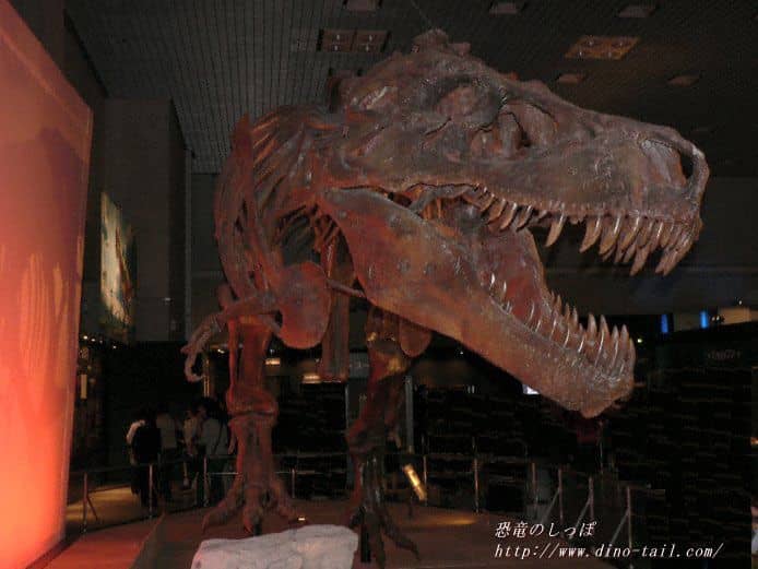 Esqueleto fósil completo de 'Sue', la Tyrannosaurus