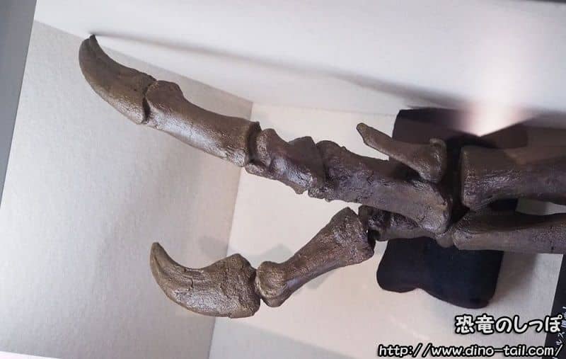 Pata delantera (brazo) de Tyrannosaurus