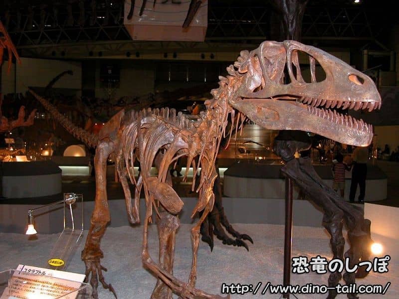 Esqueleto fósil completo de Utahraptor