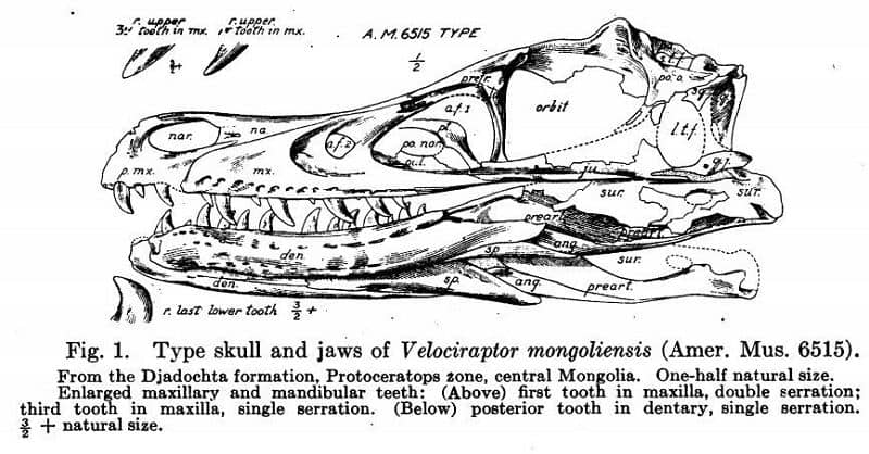 Dibujo del cráneo de Velociraptor (1924)