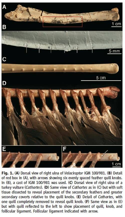 Evidencia de plumas en Velociraptor (2007)