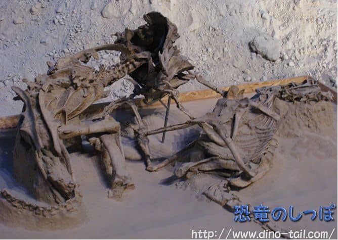 Fósil de la lucha entre Velociraptor y Protoceratops