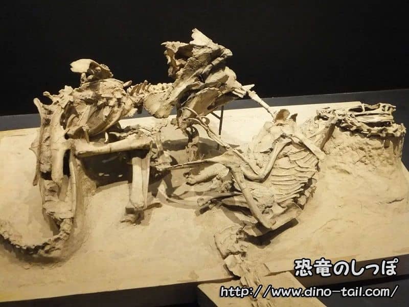 Fósil de la lucha entre Velociraptor y Protoceratops