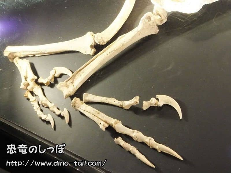 Garra de la pata trasera de Velociraptor