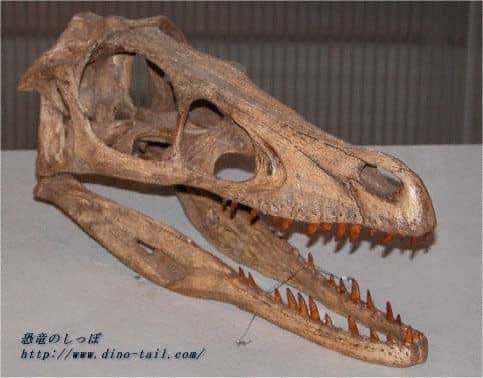 Cráneo de Velociraptor