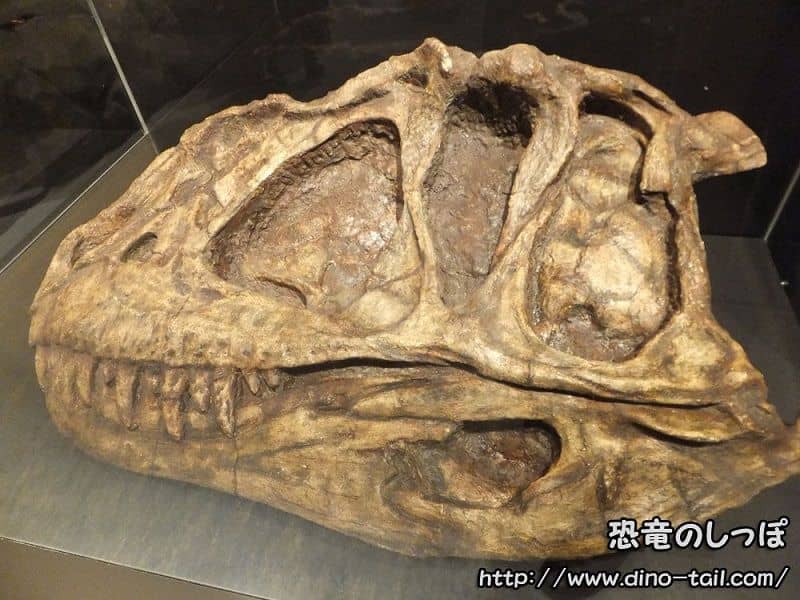 Cráneo fósil de Yangchuanosaurus (fotografiado en 2015)