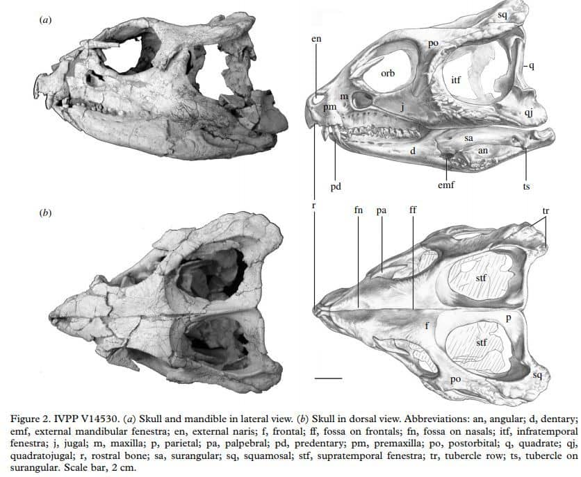 Extracto del artículo de descripción de Yinlong - Dibujo del cráneo