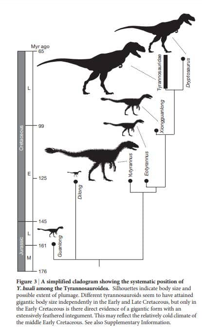 Filogenia de los Tyrannosauroidea - Extracto del artículo de descripción de Yutyrannus