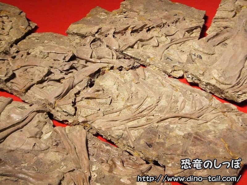 Fósil de Yutyrannus tal como fue encontrado