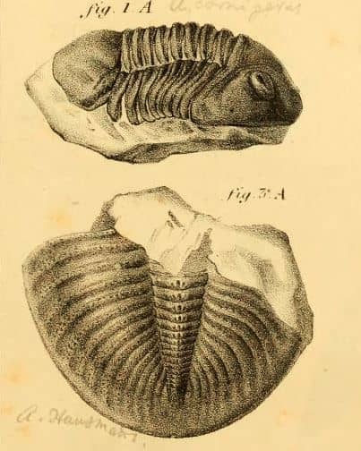アサフス(三葉虫) | 恐竜のしっぽ -古生物図鑑-