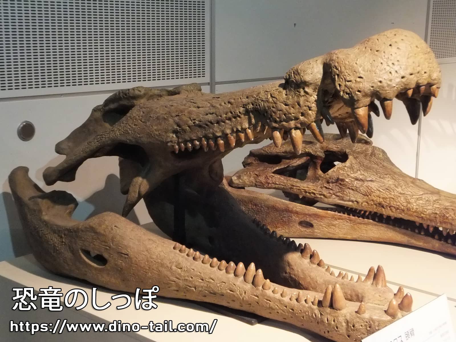 デイノスクスの頭骨