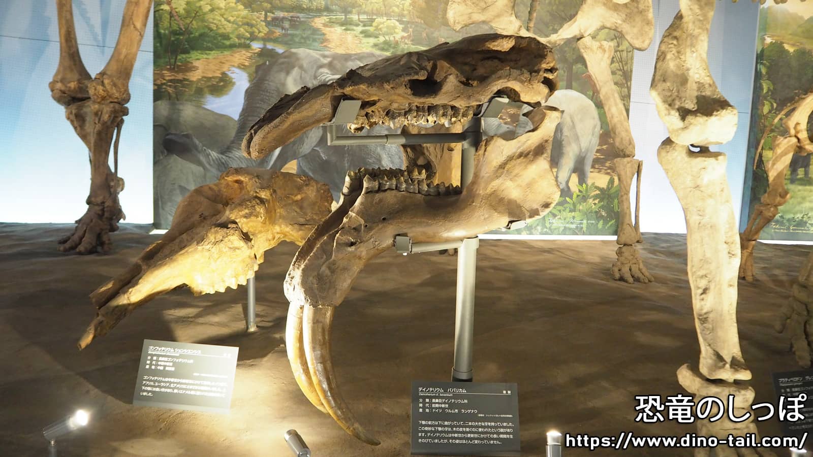 デイノテリウムの頭骨化石