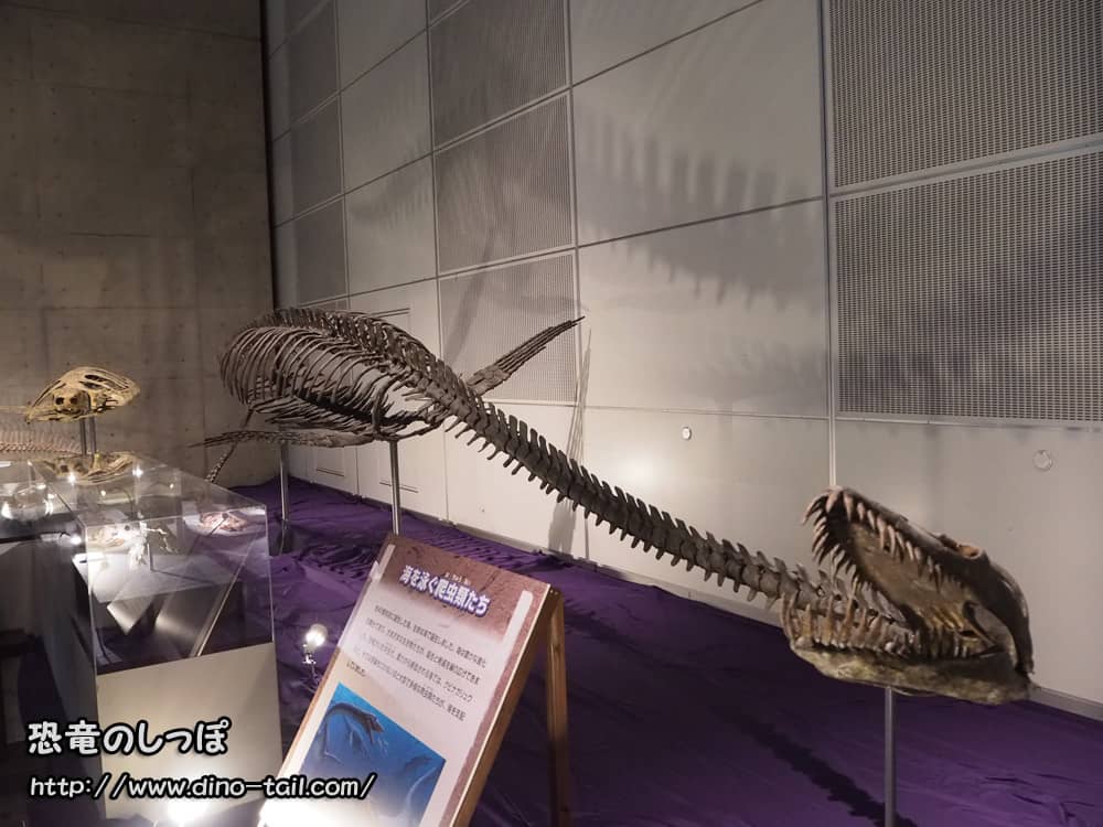 エラスモサウルスの全身骨格化石