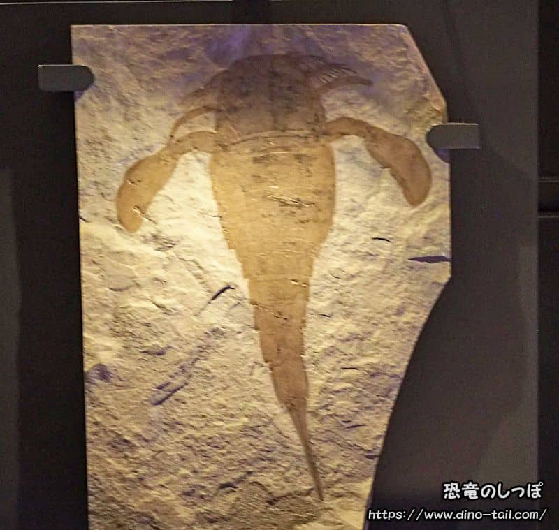 ユーリプテルス(ウミサソリ) | 恐竜のしっぽ -古生物図鑑-
