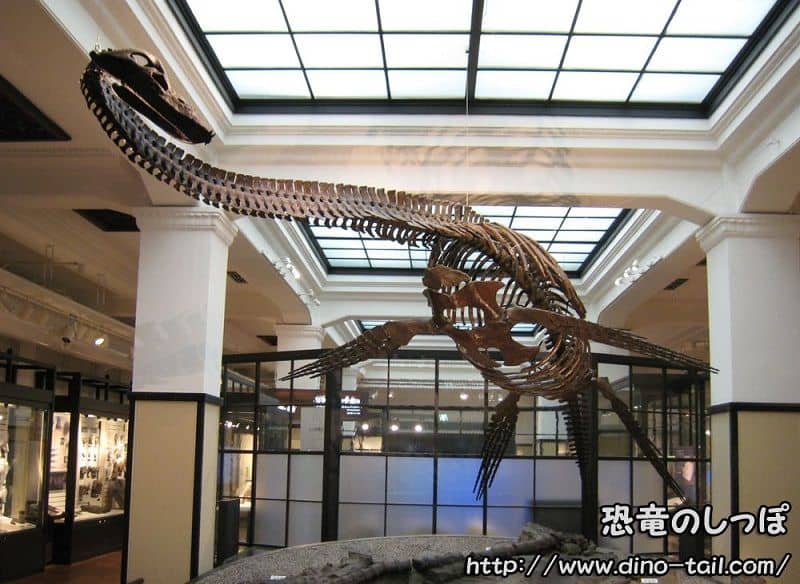 フタバサウルス フタバスズキリュウ 首長竜 恐竜のしっぽ 古生物図鑑