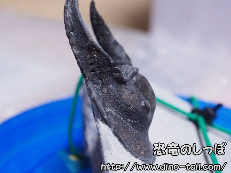 三葉虫モロッコ①ホラドプスhollardops Burtandmimiae
