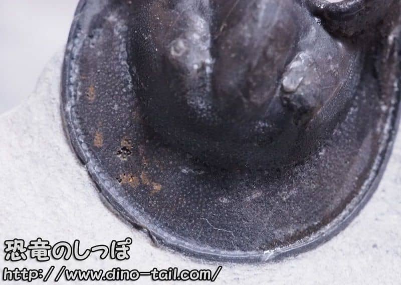 ハルペス(ヘルペス)のつば