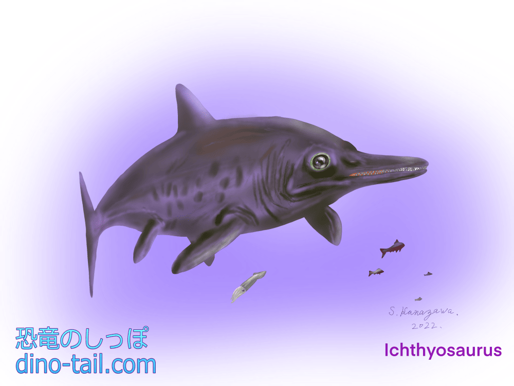 イクチオサウルス(魚竜) Ichthyosaurus
