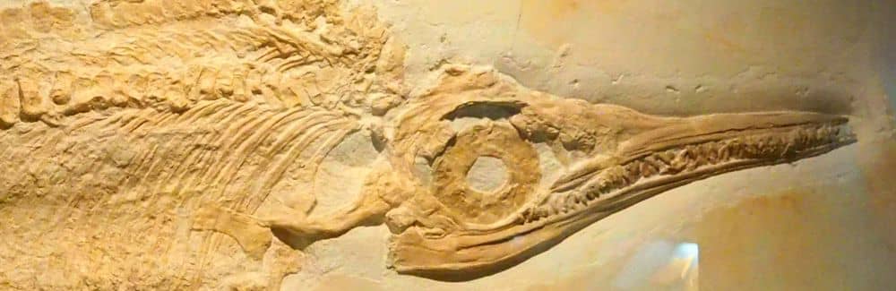 イクチオサウルス(魚竜) | 恐竜のしっぽ -古生物図鑑-