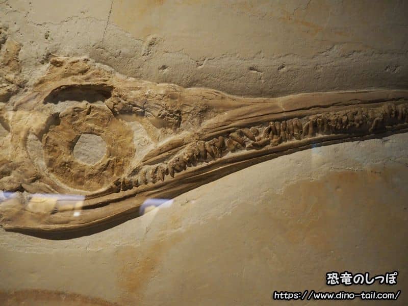 イクチオサウルスの化石 ゾルンホーフェン博物館所蔵