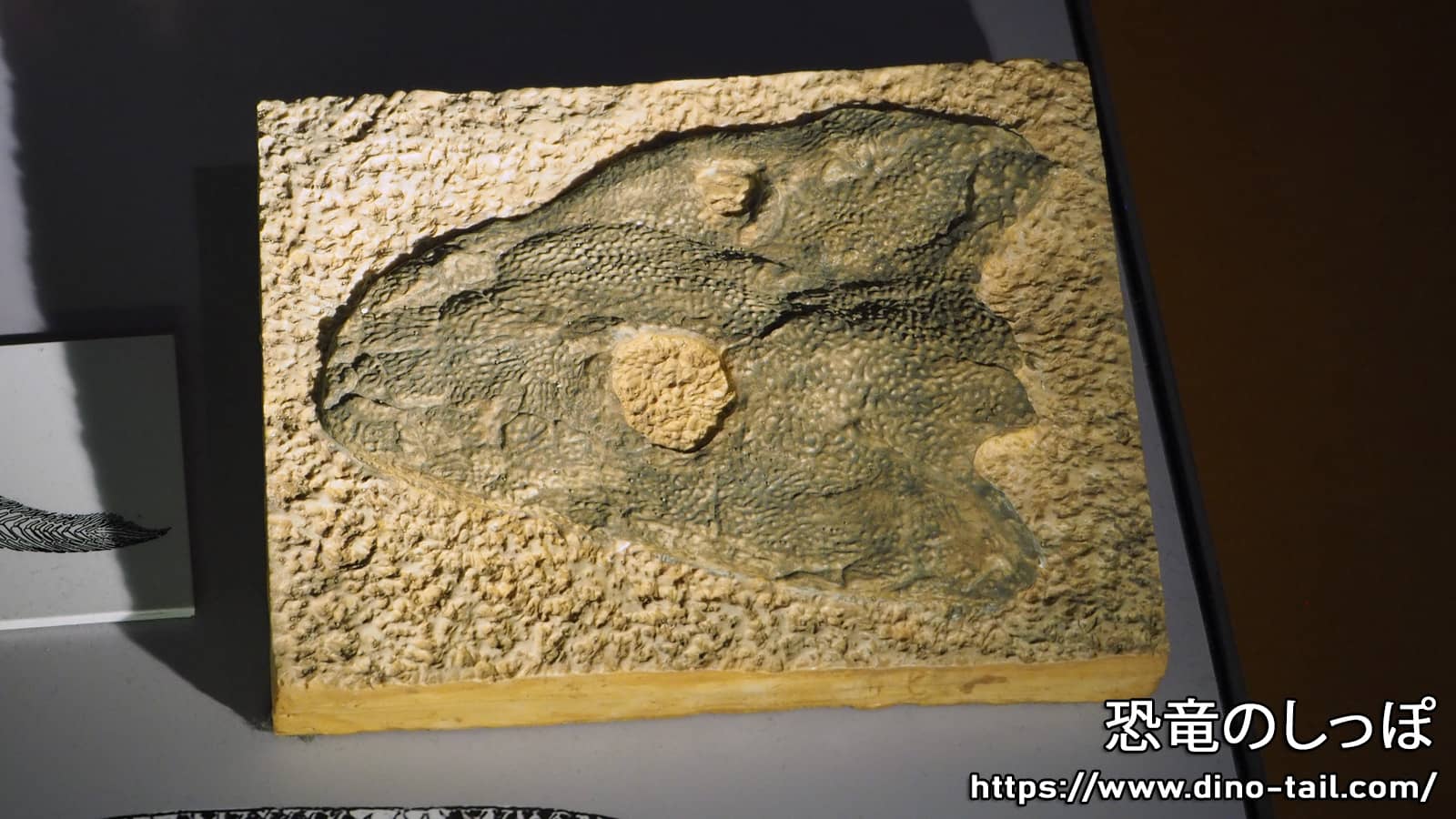 イクチオステガの頭骨化石