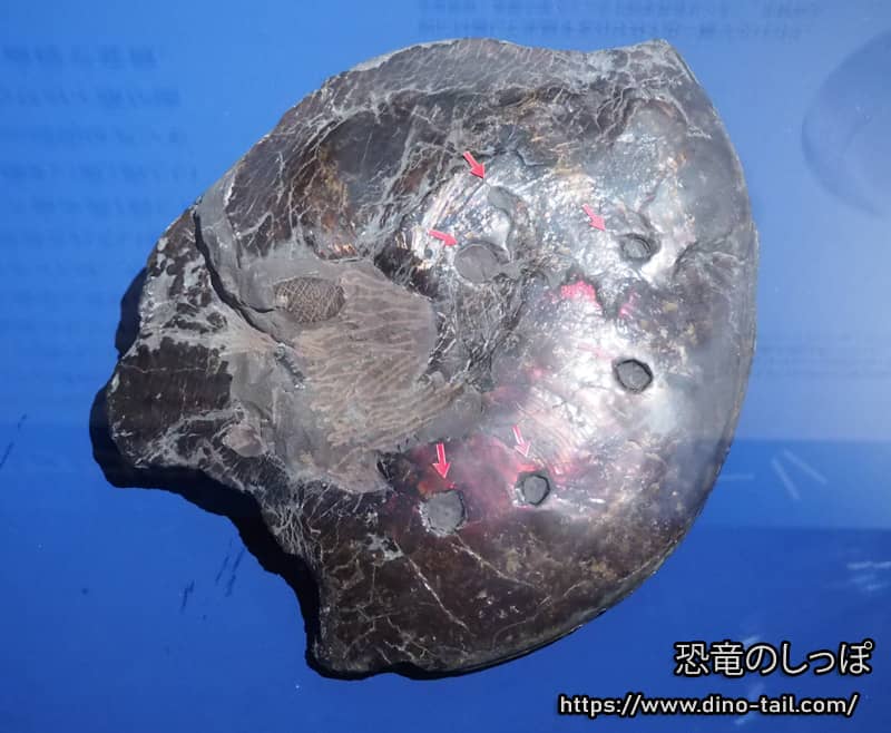 モササウルス類の噛み跡が残るアンモナイト